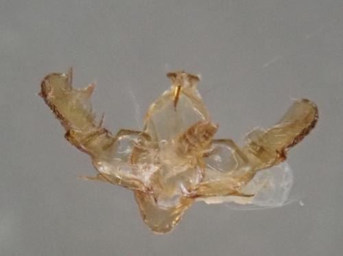 Homaloxestis briantiella